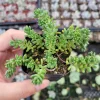 Sedum album 'Athoum' Stonecrop Live Succulent Plant - Drought Tolerant - Image 1