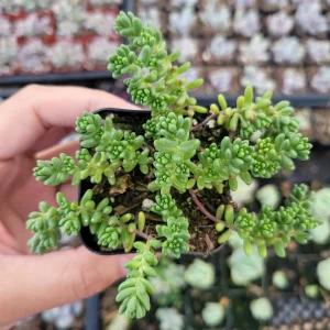Sedum album 'Athoum' Stonecrop Live Succulent Plant - Drought Tolerant - Image 2