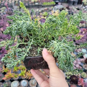 Sedum album 'Athoum' Stonecrop Live Succulent Plant - Drought Tolerant - Image 4