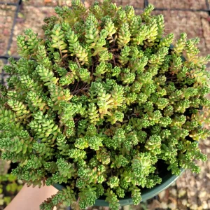 Sedum album 'Athoum' Stonecrop Live Succulent Plant - Drought Tolerant - Image 5