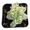 Sedum Alice Evans Live Succulent Plant - Easy Care Crassulaceae - Image 1