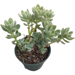 Sedum 'Alice Evans' Live Succulent Plant – Green Rosettes – 2-4 Inch Diameter - Image 10