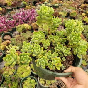 Sedum 'Alice Evans' Live Succulent Plant – Green Rosettes – 2-4 Inch Diameter - Image 5