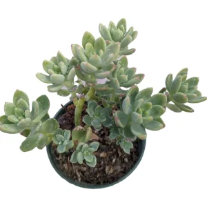 Sedum 'Alice Evans' Live Succulent Plant – Green Rosettes – 2-4 Inch Diameter - Image 9