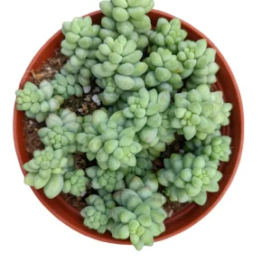 Sedum Burrito Donkey Tail Succulent Live Plant - Hanging Basket - Image 10
