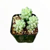 Sedum Burrito Donkey Tail Succulent Live Plant - Hanging Basket - Image 1