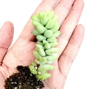 Sedum Burrito Donkey Tail Succulent Live Plant - Hanging Basket - Image 5