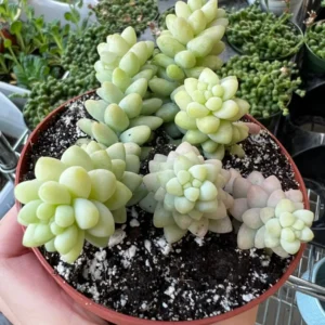 Sedum Burrito Donkey's Tail Trailing Succulent Live Plant 2