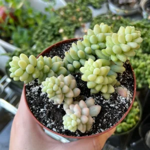 Sedum Burrito Donkey's Tail Trailing Succulent Live Plant 2