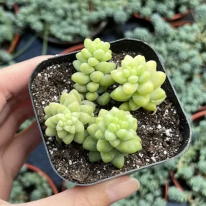 Sedum Burrito Donkey's Tail Trailing Succulent Live Plant 2