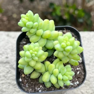Sedum Burrito Donkey's Tail Trailing Succulent Live Plant 2