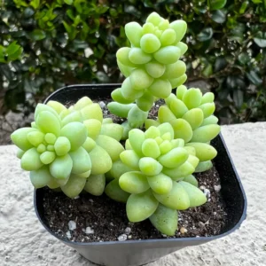 Sedum Burrito Donkey's Tail Trailing Succulent Live Plant 2