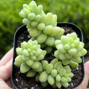 Sedum Burrito Donkey's Tail Trailing Succulent Live Plant 2