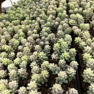 Sedum Burrito Donkey's Tail Trailing Succulent Live Plant 2
