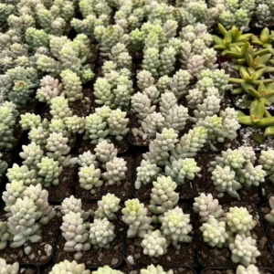 Sedum Burrito Donkey's Tail Trailing Succulent Live Plant 2