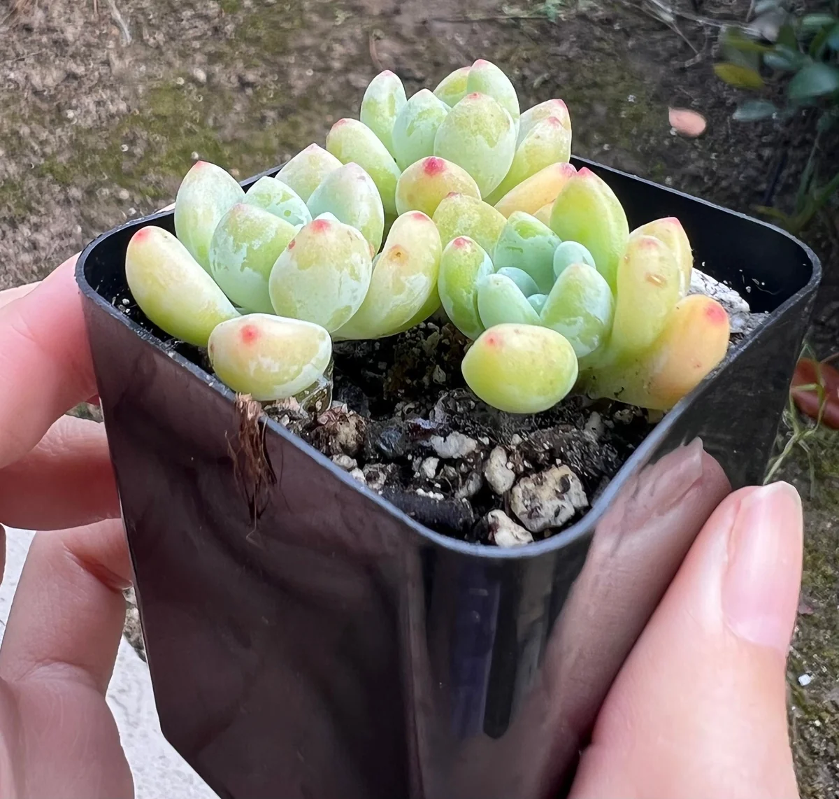 Sedum Clavatum Live Succulent Plant - 2.5'' Pot - Rock Garden & Indoor - Image 3