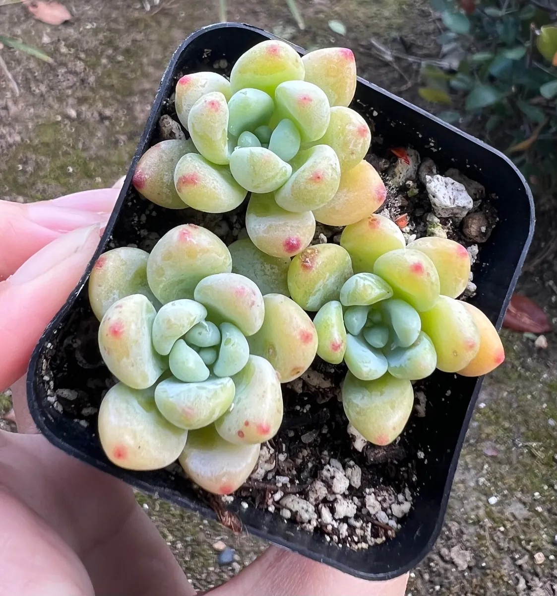 Sedum Clavatum Live Succulent Plant - 2.5'' Pot - Rock Garden & Indoor - Image 1