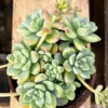 Sedum Clavatum Live Succulent Plant, Tiscalatengo Gorge, 4 inch Pot, Indoor/Outdoor - Image 1