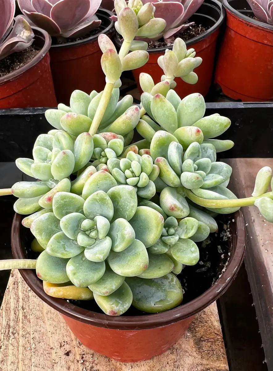 Sedum Clavatum Live Succulent Plant, Tiscalatengo Gorge, 4 inch Pot, Indoor/Outdoor - Image 2