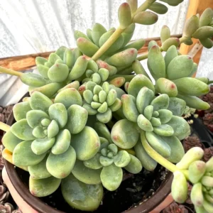 Sedum Clavatum Live Succulent Plant, Tiscalatengo Gorge, 4 inch Pot, Indoor/Outdoor - Image 3