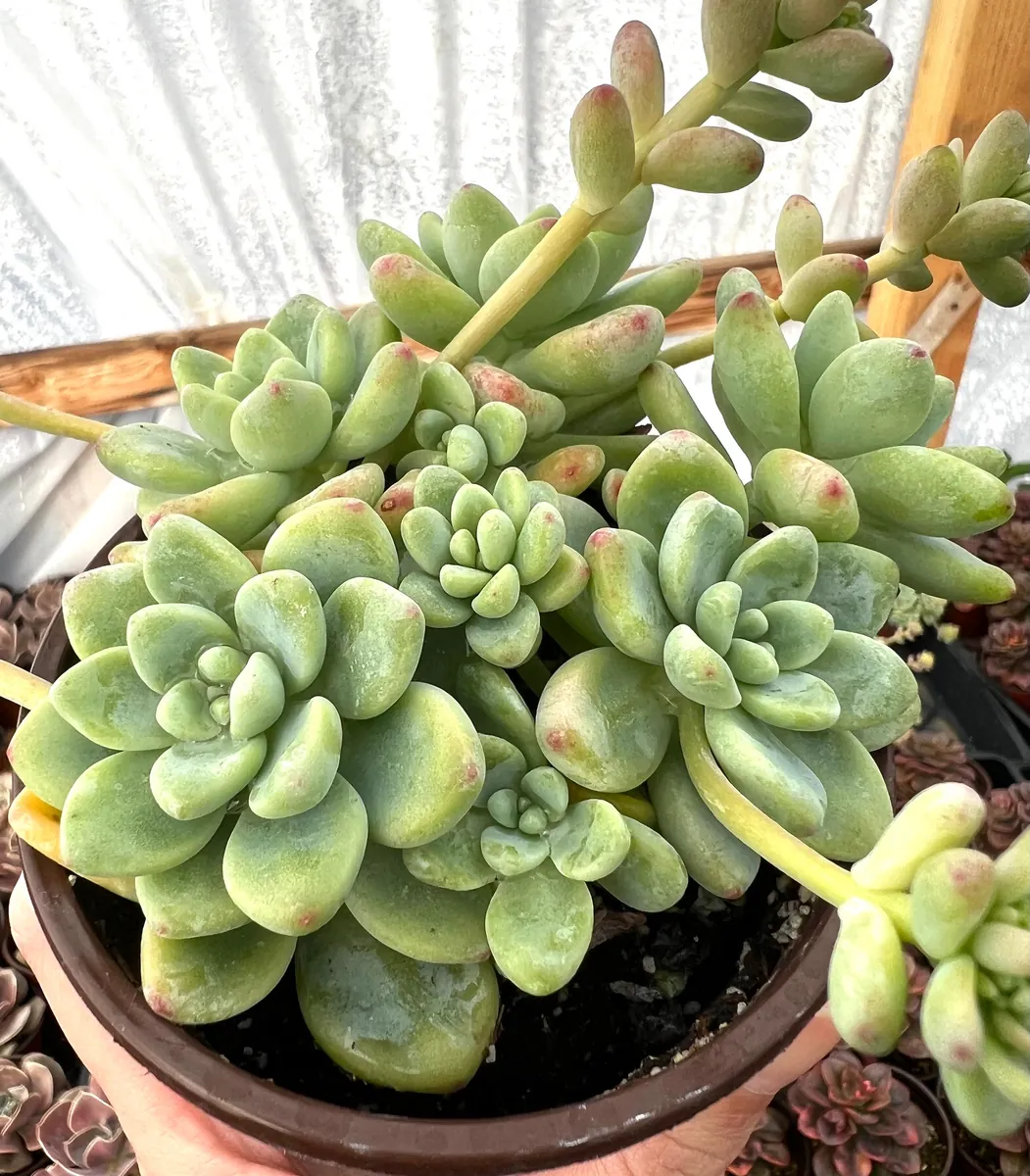 Sedum Clavatum Live Succulent Plant, Tiscalatengo Gorge, 4 inch Pot, Indoor/Outdoor - Image 3