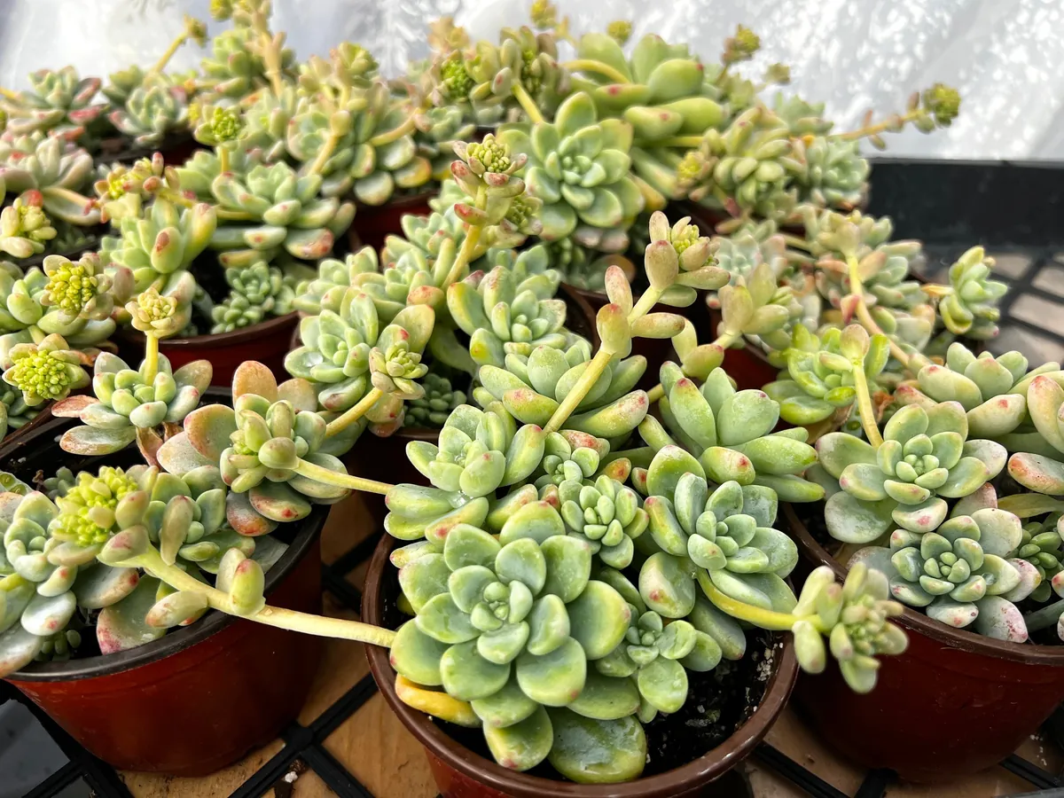 Sedum Clavatum Live Succulent Plant, Tiscalatengo Gorge, 4 inch Pot, Indoor/Outdoor - Image 4