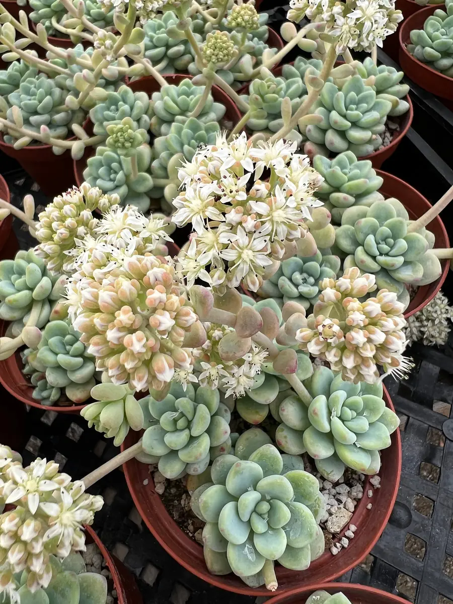 Sedum Clavatum Live Succulent Plant, Tiscalatengo Gorge, 4 inch Pot, Indoor/Outdoor - Image 5