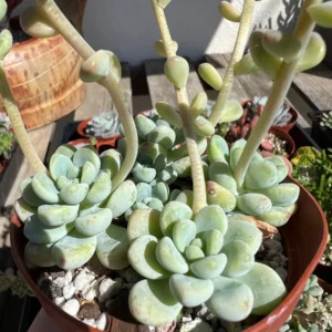 Sedum Clavatum Live Succulent Plant, Tiscalatengo Gorge, 4 inch Pot, Indoor/Outdoor - Image 6