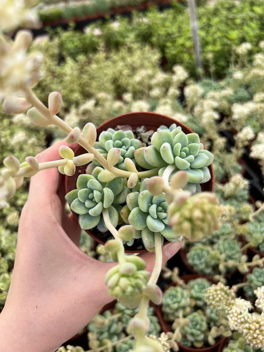Sedum Clavatum Live Succulent Plant, Tiscalatengo Gorge, 4 inch Pot, Indoor/Outdoor - Image 7