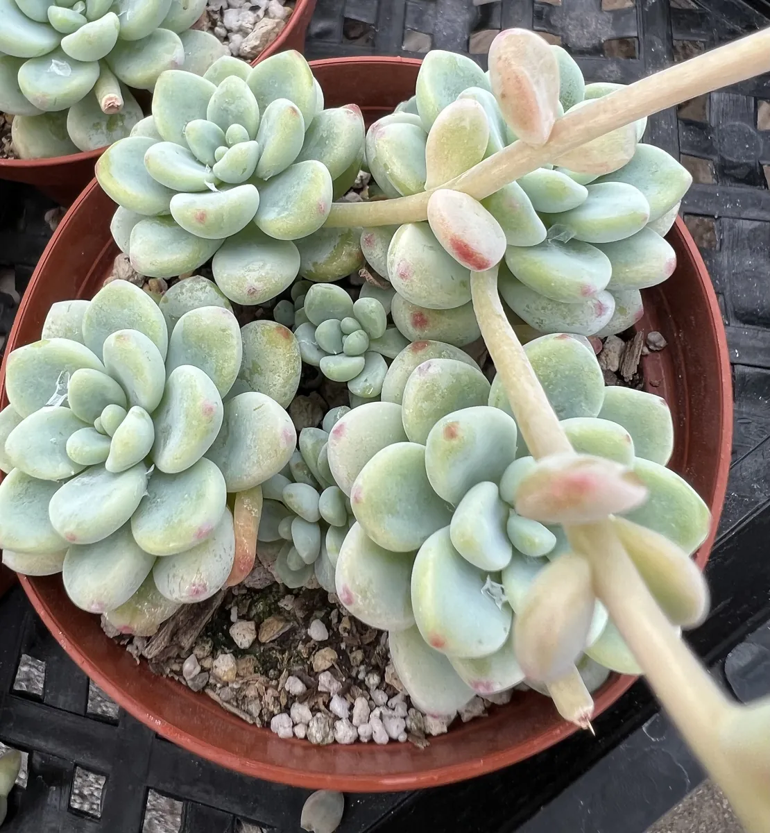 Sedum Clavatum Live Succulent Plant, Tiscalatengo Gorge, 4 inch Pot, Indoor/Outdoor - Image 9