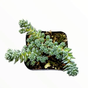 Sedum dasyphyllum 'Himalayan Skies' Live Succulent Plant - Blue-Green Foliage - Image 4