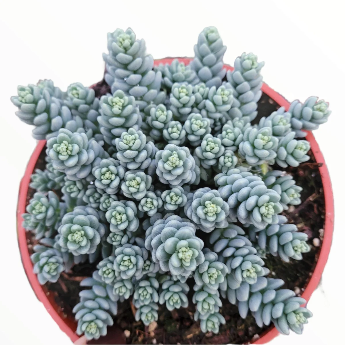 Sedum dasyphyllum 'Himalayan Skies' Live Succulent Plant - Blue-Green Foliage - Image 1