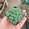 Sedum Dasyphyllum Live Plant – Stonecrop Succulent – 2 inch Pot - Image 1
