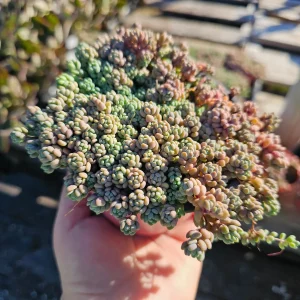 Sedum Dasyphyllum Live Plant – Stonecrop Succulent – 2 inch Pot - Image 5