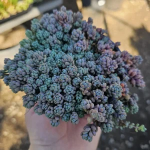 Sedum Dasyphyllum Live Plant – Stonecrop Succulent – 2 inch Pot - Image 6