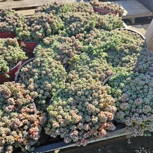 Sedum Dasyphyllum Live Plant – Stonecrop Succulent – 2 inch Pot - Image 8