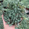 Sedum Dasyphyllum Major Live Plant - Rare Succulent - 2, 4, 6 inch Pot - Image 1