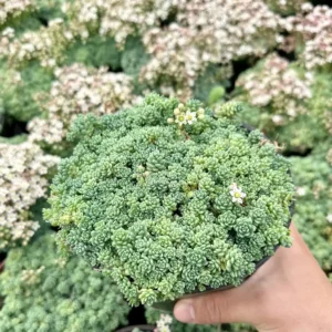 Sedum Dasyphyllum Major Live Plant - Rare Succulent - 2, 4, 6 inch Pot - Image 2