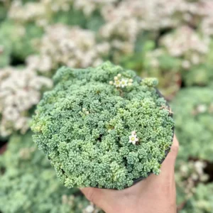 Sedum Dasyphyllum Major Live Plant - Rare Succulent - 2, 4, 6 inch Pot - Image 3