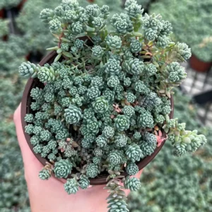 Sedum Dasyphyllum Major Live Plant - Rare Succulent - 2, 4, 6 inch Pot - Image 1