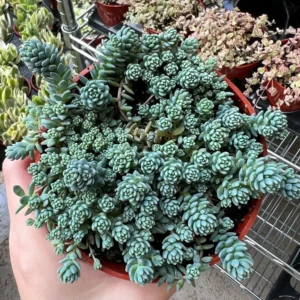 Sedum Dasyphyllum Major Live Plant - Rare Succulent - 2, 4, 6 inch Pot - Image 4