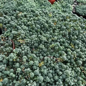 Sedum Dasyphyllum Major Live Plant - Rare Succulent - 2, 4, 6 inch Pot - Image 5