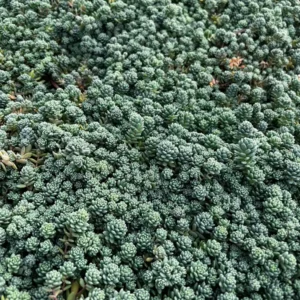 Sedum Dasyphyllum Major Live Plant - Rare Succulent - 2, 4, 6 inch Pot - Image 7