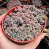 Sedum Dasyphyllum Minor Succulent Live Plant – 2, 4, 6 inch Pot – Indoor/Outdoor - Image 1