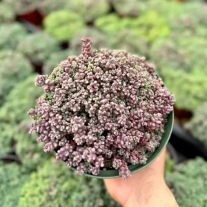 Sedum Dasyphyllum Minor Succulent Live Plant – 2, 4, 6 inch Pot – Indoor/Outdoor - Image 2