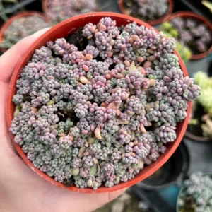 Sedum Dasyphyllum Minor Succulent Live Plant – 2, 4, 6 inch Pot – Indoor/Outdoor - Image 4