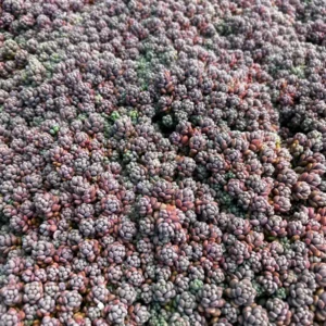 Sedum Dasyphyllum Minor Succulent Live Plant – 2, 4, 6 inch Pot – Indoor/Outdoor - Image 5
