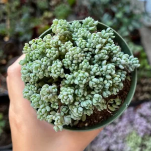 Sedum Dasyphyllum Minor Succulent Live Plant – 2, 4, 6 inch Pot – Indoor/Outdoor - Image 8