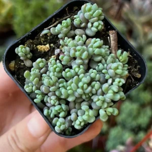 Sedum Dasyphyllum Minor Succulent Live Plant – 2, 4, 6 inch Pot – Indoor/Outdoor - Image 9