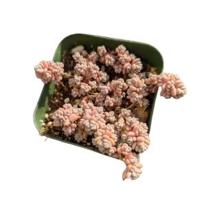 Sedum dasyphyllum Minor Succulent Live Plant – Miniature Blue-Green Foliage - Image 2